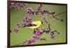American Goldfinch Male in Eastern Redbud Tree Marion, Illinois, Usa-Richard ans Susan Day-Framed Photographic Print