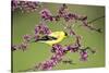 American Goldfinch Male in Eastern Redbud Tree Marion, Illinois, Usa-Richard ans Susan Day-Stretched Canvas