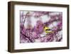 American Goldfinch Male in Eastern Redbud Tree. Marion, Illinois, Usa-Richard ans Susan Day-Framed Photographic Print