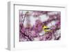 American Goldfinch Male in Eastern Redbud Tree. Marion, Illinois, Usa-Richard ans Susan Day-Framed Photographic Print