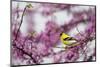 American Goldfinch Male in Eastern Redbud Tree. Marion, Illinois, Usa-Richard ans Susan Day-Mounted Photographic Print