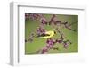 American Goldfinch Male in Eastern Redbud Tree Marion, Illinois, Usa-Richard ans Susan Day-Framed Photographic Print