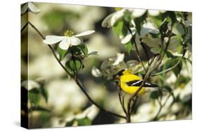 American Goldfinch Male in Flowering Dogwood Tree, Marion, Il-Richard and Susan Day-Stretched Canvas