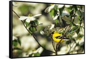 American Goldfinch Male in Flowering Dogwood Tree, Marion, Il-Richard and Susan Day-Framed Stretched Canvas