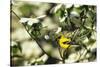 American Goldfinch Male in Flowering Dogwood Tree, Marion, Il-Richard and Susan Day-Stretched Canvas