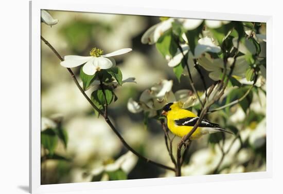 American Goldfinch Male in Flowering Dogwood Tree, Marion, Il-Richard and Susan Day-Framed Photographic Print