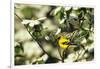 American Goldfinch Male in Flowering Dogwood Tree, Marion, Il-Richard and Susan Day-Framed Photographic Print