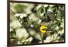 American Goldfinch Male in Flowering Dogwood Tree, Marion, Il-Richard and Susan Day-Framed Photographic Print