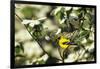 American Goldfinch Male in Flowering Dogwood Tree, Marion, Il-Richard and Susan Day-Framed Photographic Print