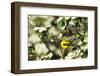 American Goldfinch Male in Flowering Dogwood Tree, Marion, Il-Richard and Susan Day-Framed Photographic Print