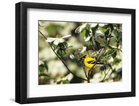 American Goldfinch Male in Flowering Dogwood Tree, Marion, Il-Richard and Susan Day-Framed Photographic Print