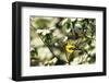 American Goldfinch Male in Flowering Dogwood Tree, Marion, Il-Richard and Susan Day-Framed Photographic Print