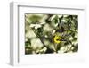 American Goldfinch Male in Flowering Dogwood Tree, Marion, Il-Richard and Susan Day-Framed Photographic Print