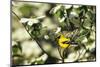 American Goldfinch Male in Flowering Dogwood Tree, Marion, Il-Richard and Susan Day-Mounted Photographic Print