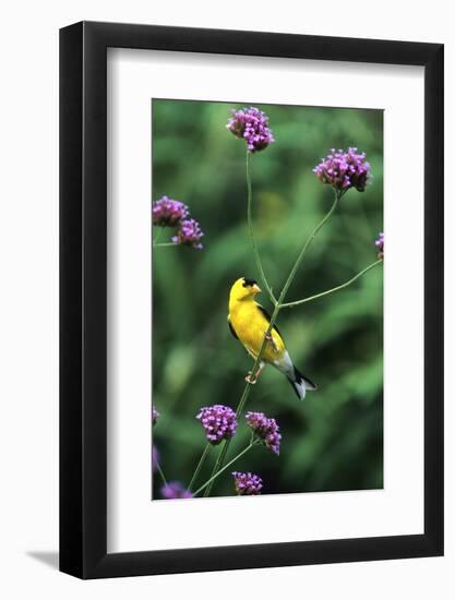 American Goldfinch Male on Brazilian Verbena in Garden, Marion, Il-Richard and Susan Day-Framed Photographic Print