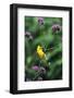 American Goldfinch Male on Brazilian Verbena in Garden, Marion, Il-Richard and Susan Day-Framed Photographic Print