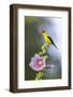 American goldfinch male on hollyhock, Marion County, Illinois.-Richard & Susan Day-Framed Photographic Print