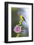 American goldfinch male on hollyhock, Marion County, Illinois.-Richard & Susan Day-Framed Photographic Print