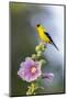 American goldfinch male on hollyhock, Marion County, Illinois.-Richard & Susan Day-Mounted Photographic Print