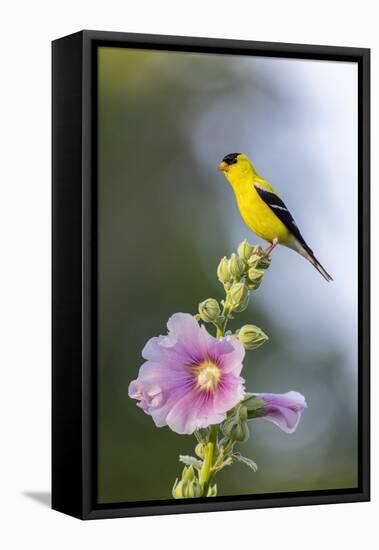 American goldfinch male on hollyhock, Marion County, Illinois.-Richard & Susan Day-Framed Stretched Canvas