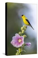 American goldfinch male on hollyhock, Marion County, Illinois.-Richard & Susan Day-Stretched Canvas