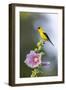 American goldfinch male on hollyhock, Marion County, Illinois.-Richard & Susan Day-Framed Photographic Print