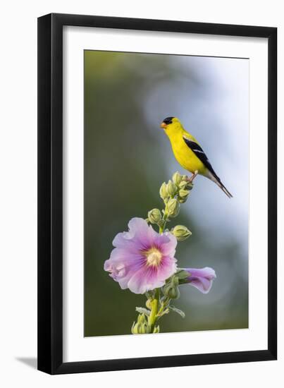 American goldfinch male on hollyhock, Marion County, Illinois.-Richard & Susan Day-Framed Photographic Print