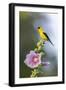 American goldfinch male on hollyhock, Marion County, Illinois.-Richard & Susan Day-Framed Photographic Print