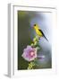 American goldfinch male on hollyhock, Marion County, Illinois.-Richard & Susan Day-Framed Photographic Print