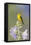 American goldfinch male on hollyhock, Marion County, Illinois.-Richard & Susan Day-Framed Stretched Canvas
