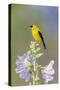 American goldfinch male on hollyhock, Marion County, Illinois.-Richard & Susan Day-Stretched Canvas