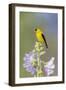 American goldfinch male on hollyhock, Marion County, Illinois.-Richard & Susan Day-Framed Photographic Print