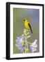 American goldfinch male on hollyhock, Marion County, Illinois.-Richard & Susan Day-Framed Photographic Print