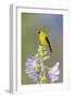 American goldfinch male on hollyhock, Marion County, Illinois.-Richard & Susan Day-Framed Photographic Print