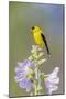 American goldfinch male on hollyhock, Marion County, Illinois.-Richard & Susan Day-Mounted Photographic Print