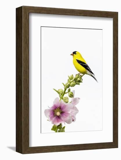 American goldfinch male on hollyhock, Marion County, Illinois.-Richard & Susan Day-Framed Photographic Print