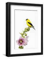 American goldfinch male on hollyhock, Marion County, Illinois.-Richard & Susan Day-Framed Photographic Print