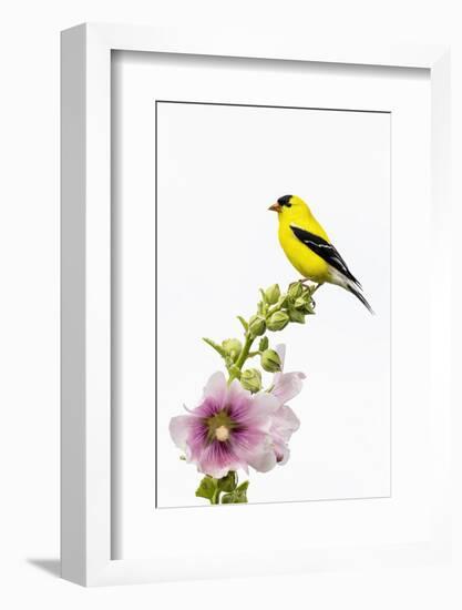 American goldfinch male on hollyhock, Marion County, Illinois.-Richard & Susan Day-Framed Photographic Print