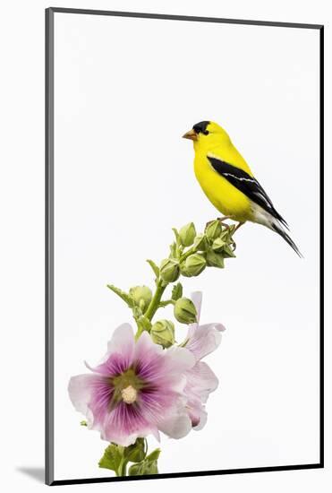 American goldfinch male on hollyhock, Marion County, Illinois.-Richard & Susan Day-Mounted Photographic Print
