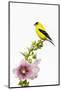 American goldfinch male on hollyhock, Marion County, Illinois.-Richard & Susan Day-Mounted Photographic Print