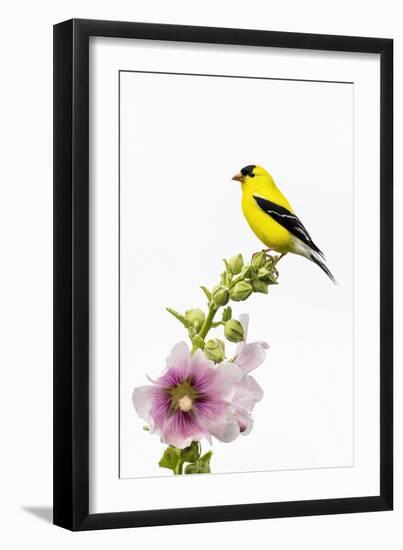 American goldfinch male on hollyhock, Marion County, Illinois.-Richard & Susan Day-Framed Photographic Print