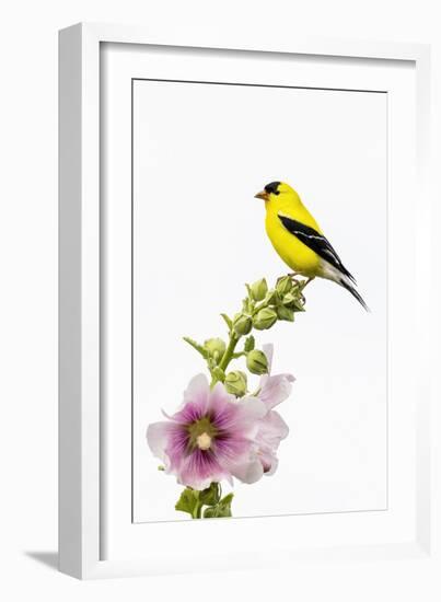 American goldfinch male on hollyhock, Marion County, Illinois.-Richard & Susan Day-Framed Photographic Print