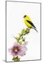 American goldfinch male on hollyhock, Marion County, Illinois.-Richard & Susan Day-Mounted Photographic Print