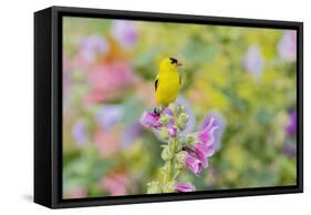 American goldfinch male on hollyhock, Marion County, Illinois.-Richard & Susan Day-Framed Stretched Canvas