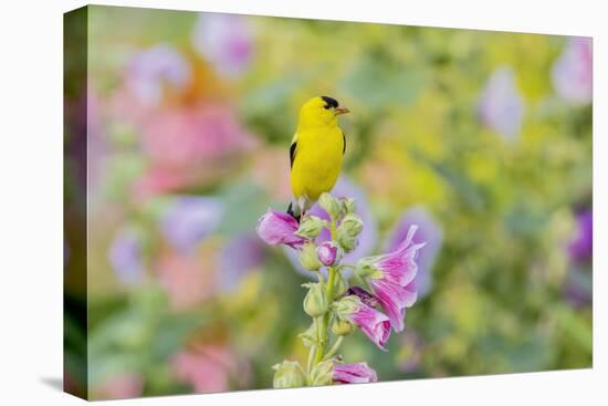 American goldfinch male on hollyhock, Marion County, Illinois.-Richard & Susan Day-Stretched Canvas