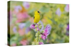 American goldfinch male on hollyhock, Marion County, Illinois.-Richard & Susan Day-Stretched Canvas