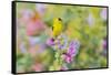 American goldfinch male on hollyhock, Marion County, Illinois.-Richard & Susan Day-Framed Stretched Canvas