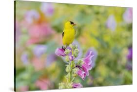 American goldfinch male on hollyhock, Marion County, Illinois.-Richard & Susan Day-Stretched Canvas