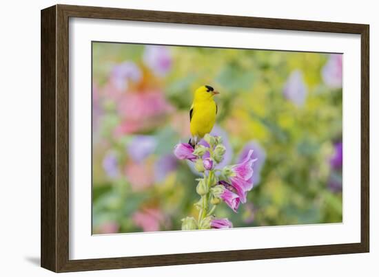 American goldfinch male on hollyhock, Marion County, Illinois.-Richard & Susan Day-Framed Photographic Print