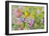 American goldfinch male on hollyhock, Marion County, Illinois.-Richard & Susan Day-Framed Photographic Print